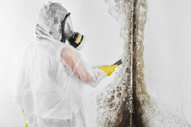 Best Toxic Mold Removal  in Kenvil, NJ