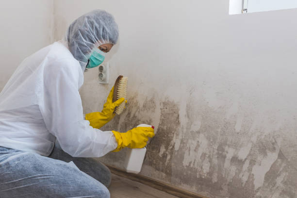 Best Attic Mold Removal  in Kenvil, NJ