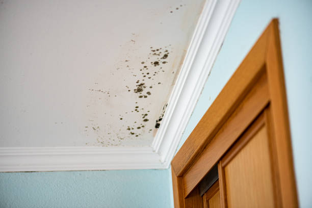 Best Local Mold Removal Service  in Kenvil, NJ