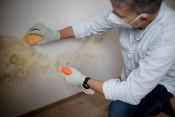 Best Mold Damage Repair  in Kenvil, NJ