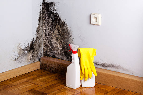 Best Mold Damage Repair  in Kenvil, NJ