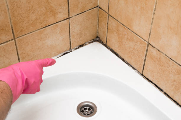 Best Local Mold Removal Service  in Kenvil, NJ